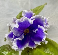 African violet PT Tuchi v golubom/Clouds in the blue Starter