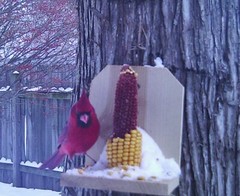 Corn on the Cob Squirrel, Bird, Rabbit, Feed 18 lb just harvested