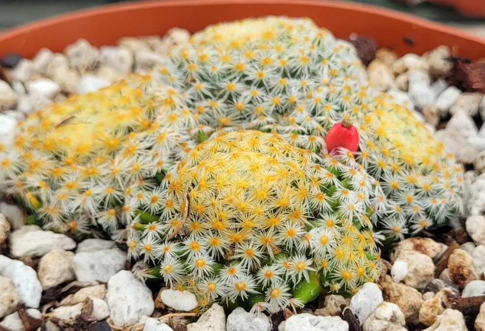 Mammillaria Schiedeana 5 Headed Cluster 3.25″ Wide – Bare Root