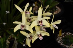 Orchid Hybrid Dendrobium Newbold Bride 3.25” Pot