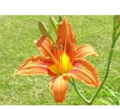 10 Orange Daylily BARE ROOTED PLANTS. Multiply Rapidly