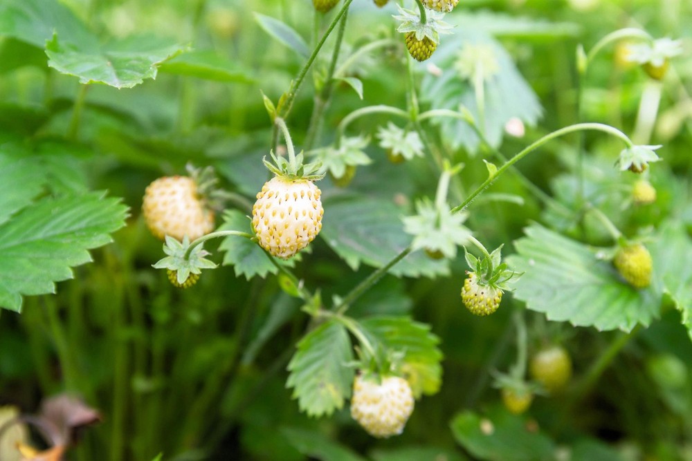 20 ‘ PINEAPPLE CRUSH ‘ STRAWBERRY Everbearing Fragaria Vesca Alpine White Yellow