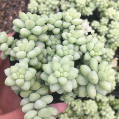 4 Packs Burro’s Tail Sedum Morganianum Donkey’s Tail Rooted in 2 inch Planters