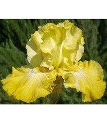 Yellow Iris – 6 Yellow Tall Bearded Iris Rhizomes – Perennial