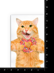 Funny ANYTIME Blank Card, Orange Cat Eating Pink Donut by Premium Greetings + ✉