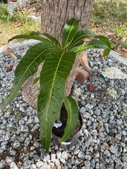 GRAFTED (SUPER RARE) THAI PURPLE NAM DOC MAI/SI MEUANG 12″ OR MORE TALL