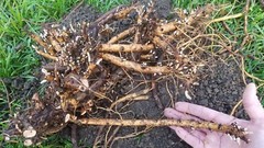 Hop Rhizomes – Cascade, Columbus, Glacier, Nugget, Chinook, Mt. Hood and more