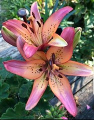 ROYAL SUNSET LILY FLOWER BULBS HARDY PERENNIAL PLANTS GROW 42″ TALL SUMMER BLOOM