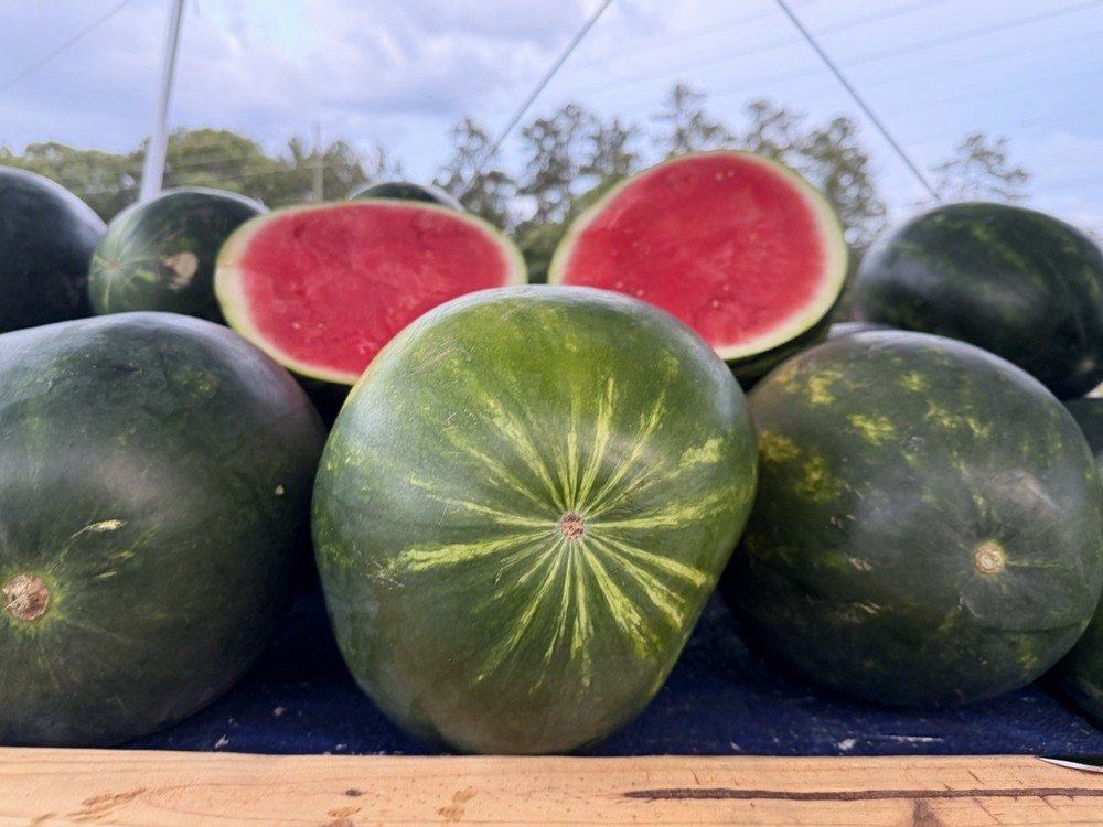 Fresh Watermelon Fresh Fruit from Fresh Food Aisle (Whole)