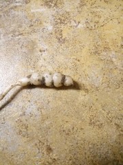 15 Florida Betony (Stachys floridana) Root Tubers- Freshly Dug & Ready To Plant