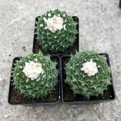 7-8CM Succulent Cactus Plant Obregonia Denegrii Cactaceae Home Garden Beautiful