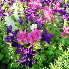 Clary Sage TRICOLOR MIX Salvia Painted Sage Native Wildflower Non-GMO 200 Seeds