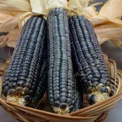 1000+ Hopi Blue Corn Seeds – Heirloom – Non GMO – Organic —————– RARE