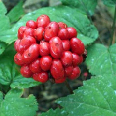 1000 Stratified American Ginseng Seeds. Grow your own Wild Ginseng Roots