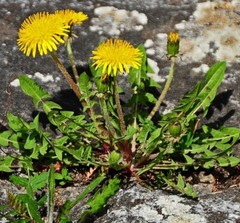 100+ Dandelion seeds / Taraxacum officinale – organically grown