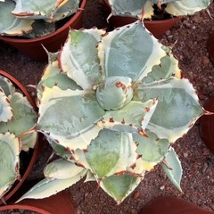8CM Succulent Cactus Agave Plant Agave Isthmensis Variegated Home Garden Plant