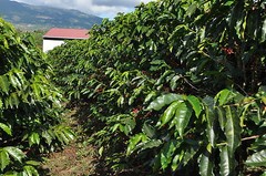 SUMATRA ESPRESSO DARK ROASTED COFFEE BEANS 5 POUNDS IN 1 POUND BAGS