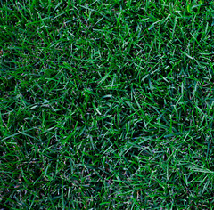 Midnight Kentucky Bluegrass 300,000 Seeds – FAST FREE SHIPPING!