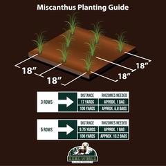 Real World Giant Miscanthus Wildlife Screen – 100 Rhizomes