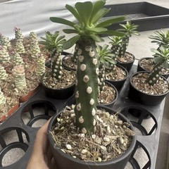 8CM Succulent Cactus Plant Euphorbia Royleana Spineless Euphorbiaceae Beautiful