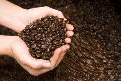 100% Jamaican Blue Mountain Coffee Beans Medium Roasted 5 Pounds in 1 Pound Bags