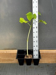 Cucumber Live Plant – Seedlings/Plugs and Plants – 3″- 12″ tall – 30-60+ days