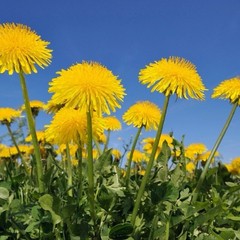 250++ Dandelion Seeds – Taraxacum officinale Seeds – Medicinal and Edible Herb
