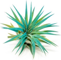 Teal Blue Tillandsia Air Plants – Colorful, Easy Care Live Home & Garden Decor