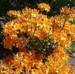 KLONDYKE~~Azalea Rhododendron~Well Rooted Starter Plant~MAY BE DORMANT!