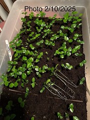 10+ Kaffir Lime Seeds Harvested 9/2025 Always Fresh And New Seeds มะกรูด