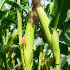 50pcs Sweet White Corn Seeds – Heirloom, Sweet, Open-Pollinated, Non-GMO