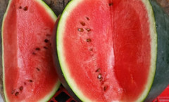 25+ Sugar Baby Watermelon seeds, Fresh, Ready for Planting. Free Shipping USA