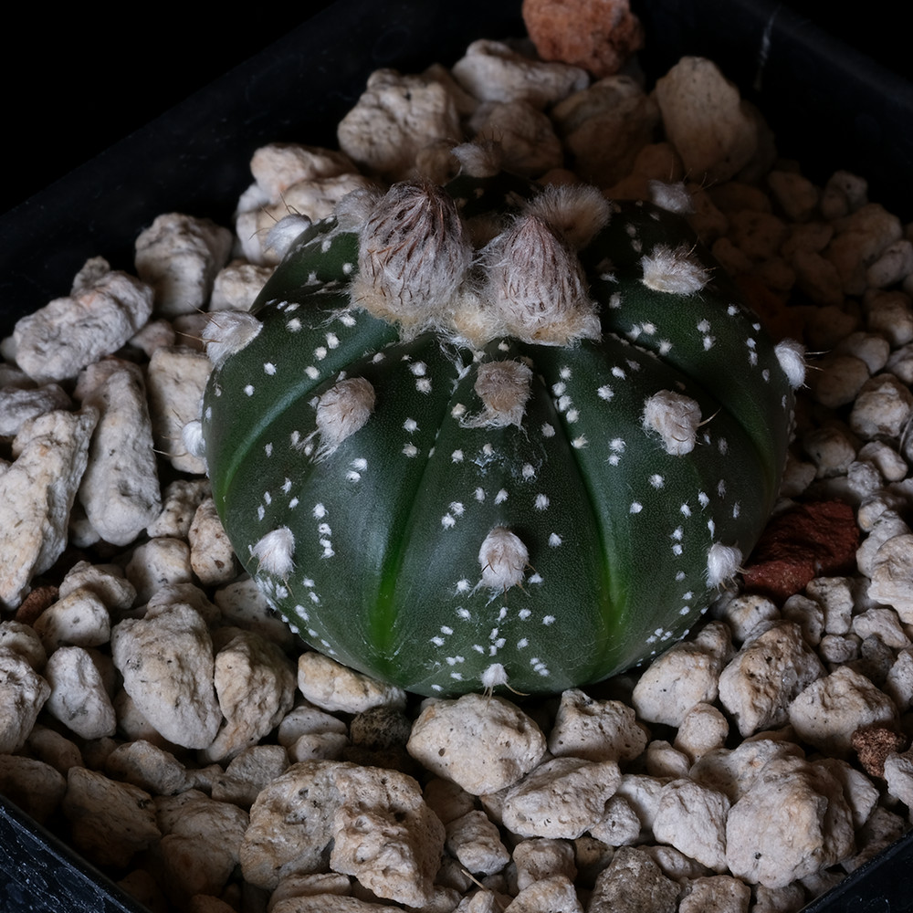 Astrophytum asterias – 3.25″ pot – Cactus