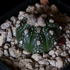 Astrophytum asterias – 3.25″ pot – Cactus