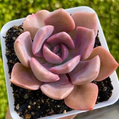 Rare Succulent Graptoveria Debbie Rooted Easy Care Pink Purple Live Plant 2.5″