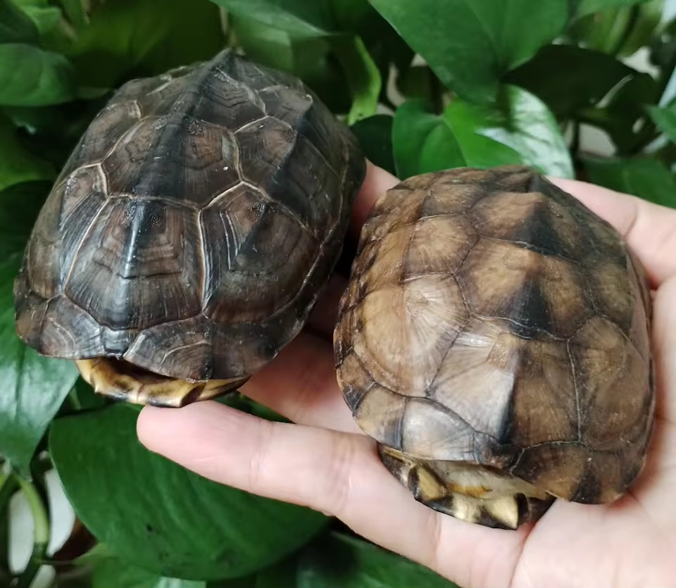 4.4 in turtle animal bone mold Resin, plaster, soap mold, candle mold