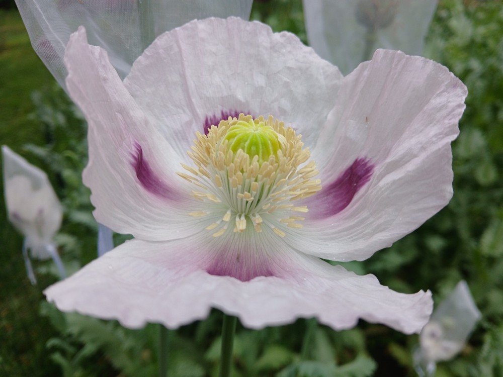 Dutch Pharma Poppy Seeds – RARE – 1500 Count (Cold Stratified – US Seller)