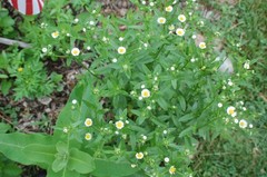 1/4 TSP + ANNUAL FLEABANE DAISY SEEDS/Erigeron annuus/NATIVE US