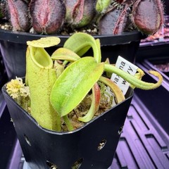 Nepenthes Maxima Wavy – Seed Grown Genetically Unique Easy Care Big Pitchers