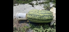222 Lb Giant Watermelon. $25For 5 Seeds. Free Shipping Worldwide!!