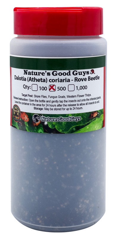 NaturesGoodGuys Dalotia (Atheta) coriaria – Rove Beetle – 500 Insects