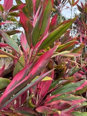 Hawaiian Green/Red Hybrid Ti Leaf Fresh Cut 6″ Starters 3 Logs