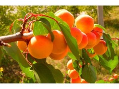 1 DORMANT Tibetan Apricot, edible tree/shrub .Zones 5-8. Self Pollinizing