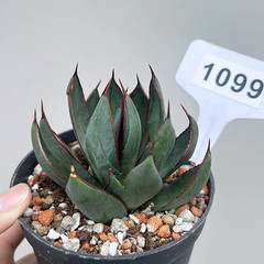 1Pieces 8cm Seedgrowth RareCactis Plant Agave Praying Hands Beautiful Outdoors