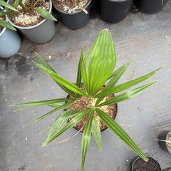 Trachycarpus wagnerianus x fortunei Small 3 Gallon– Cold Hardy Hybrid