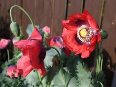 1,000 Turkish Red Poppy Seeds – P. Somniferum – Giant Scarlet Red Blooms