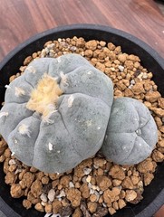 8cm Multi Heads RareSucculent Plant LW Cactus OwnRoot WYSIWYG Boutique Garden#77