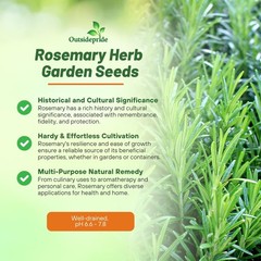 2000 Seeds Rosemary Seed For Planting – Rosemarinus Officinalis Herb Garden