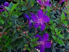 ~~ Ecuador Purple Princess Glory Bush Plant~~Tibouchina Lepidota grandifolia~~