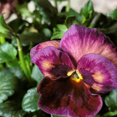 150+ Pansy Seeds (Viola) – Fragrant, Flower Seeds, Annual Seeds, Garden Seeds